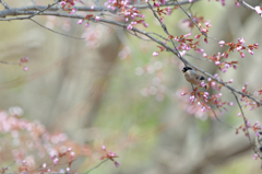 私はウソを愛しすぎている　sakura..･*