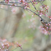 私はウソを愛しすぎている　sakura..･*