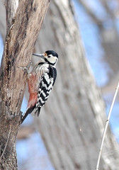 オオアカゲラ　♀