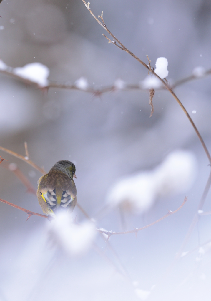 雪だね…*