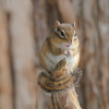 シマリス