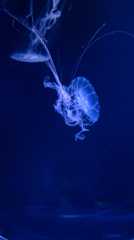 space travel *3　生物