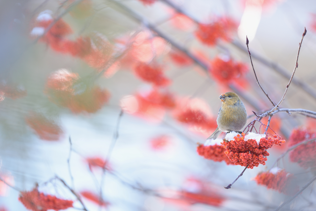 ゆく鳥くる鳥　2015*