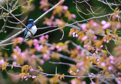 オオルリ桜