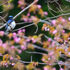 オオルリ桜
