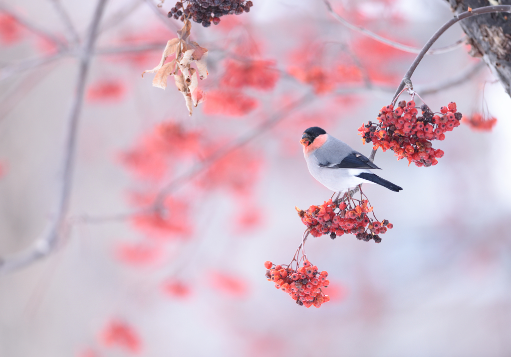 私はウソを愛しすぎてる