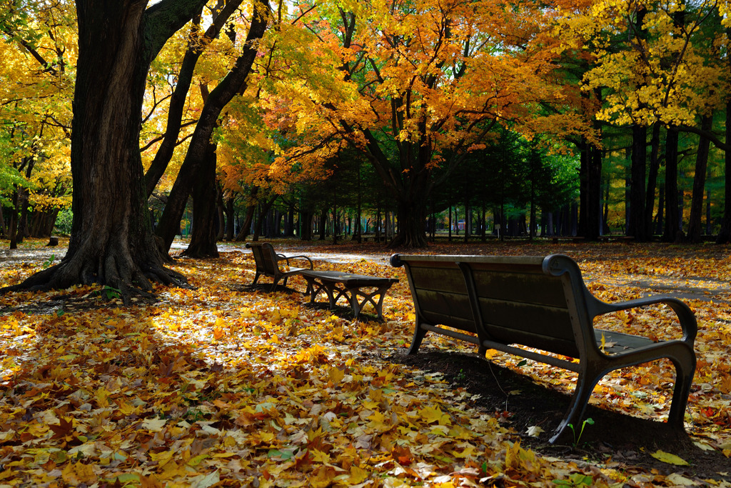 秋色絨毯とベンチ