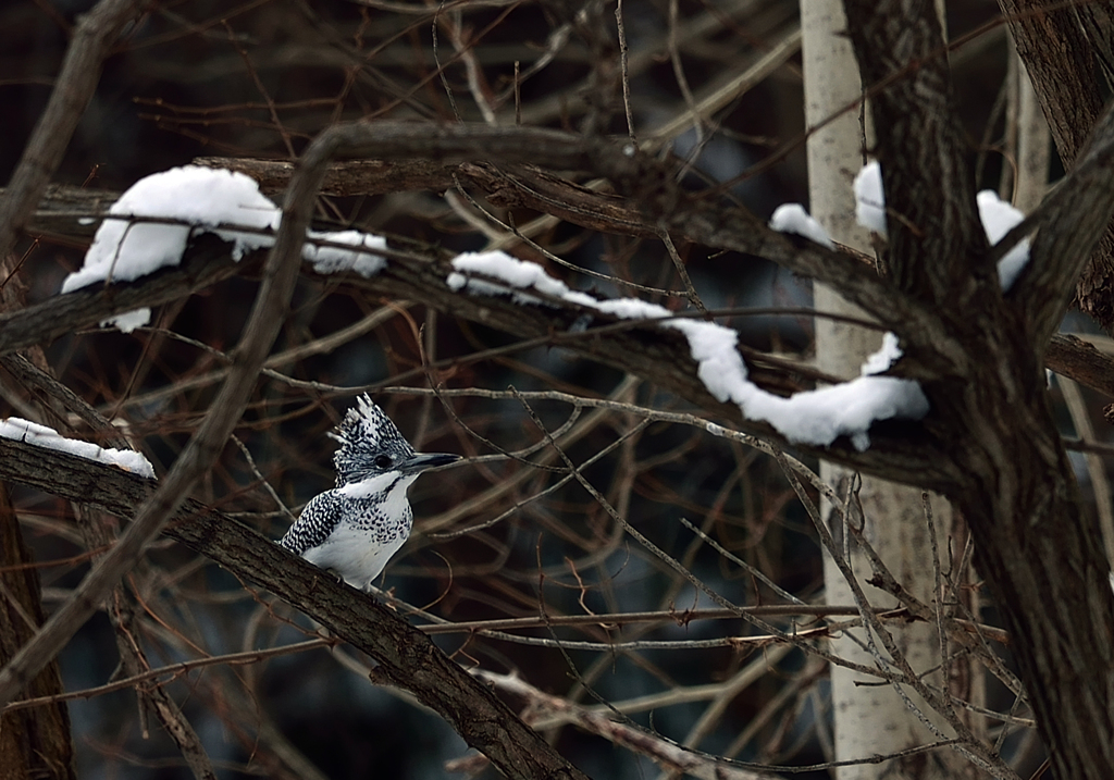 ヤマ雪