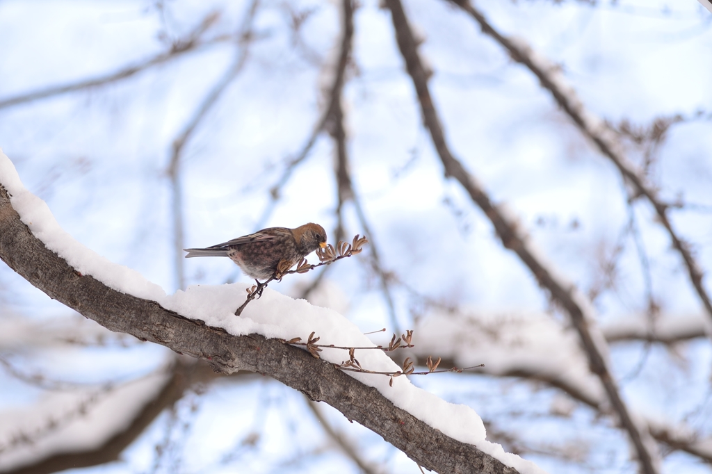 ハギマシコ　雪