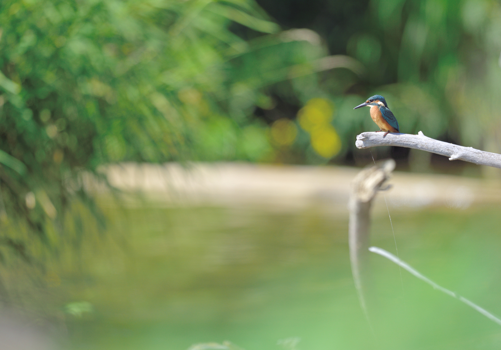 青い鳥に誘われて