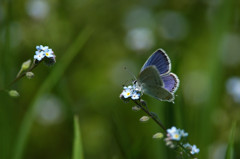 しあわせの青い蝶