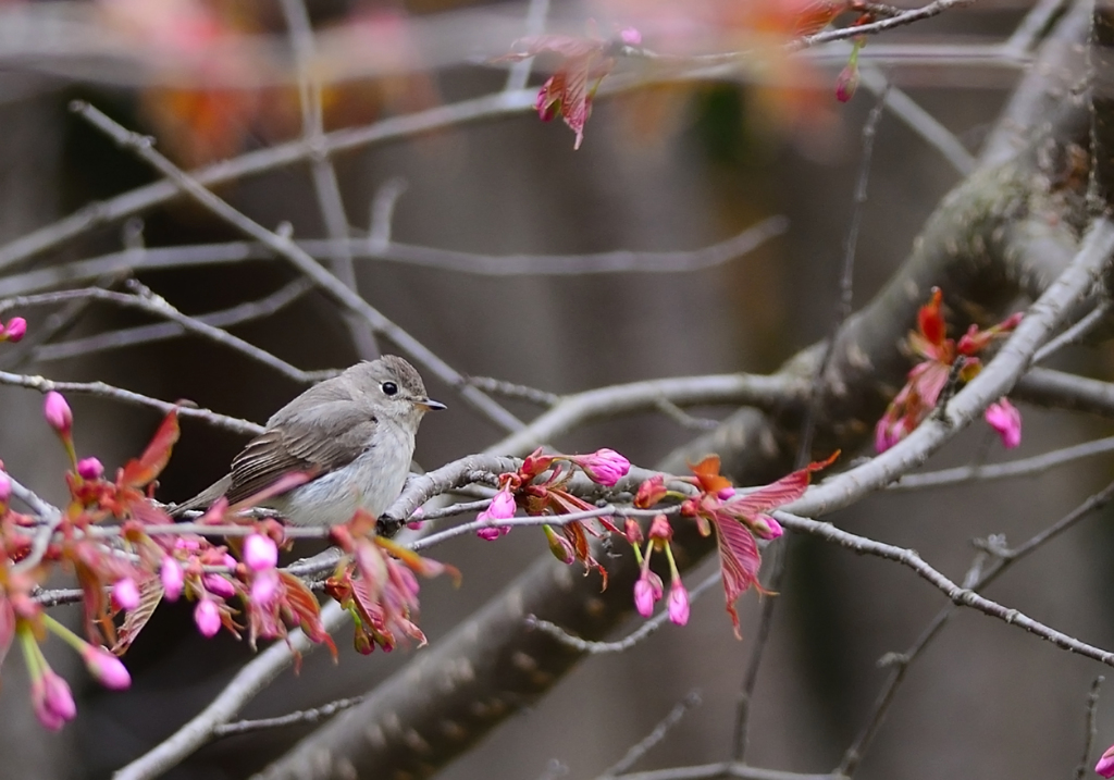 コサメ桜