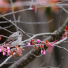 コサメ桜