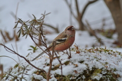 雪の中のベニマシコ