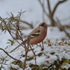 雪の中のベニマシコ
