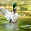 陽だまりのカモ