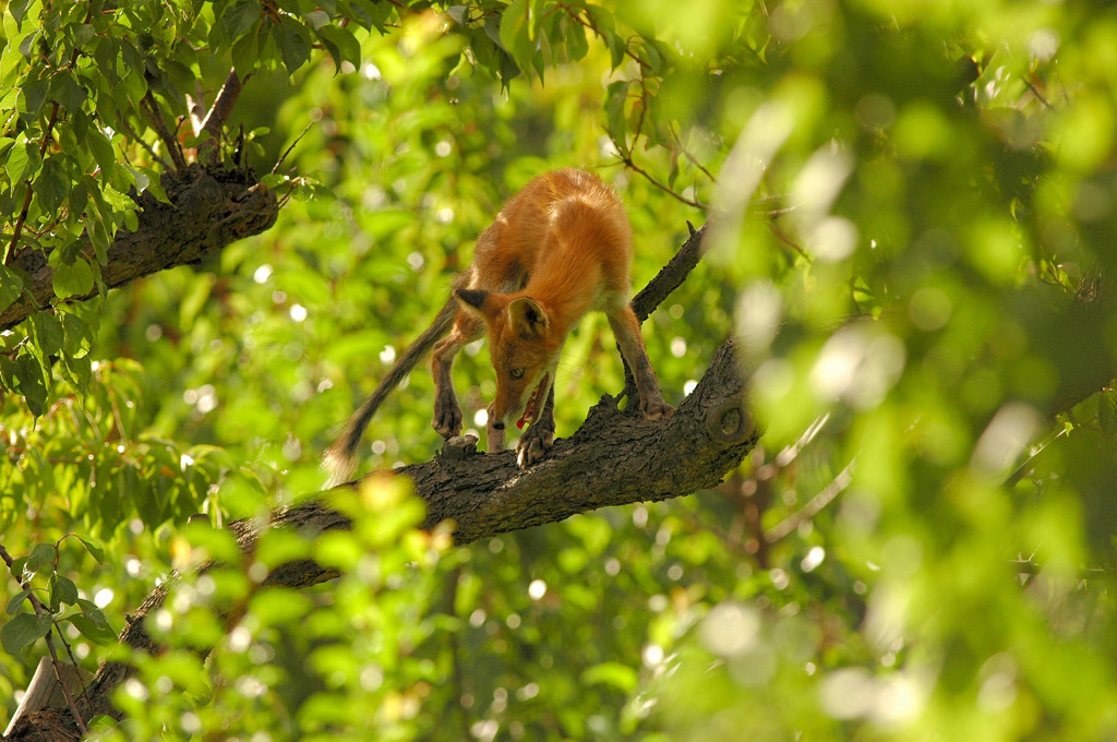キツネは木に登る