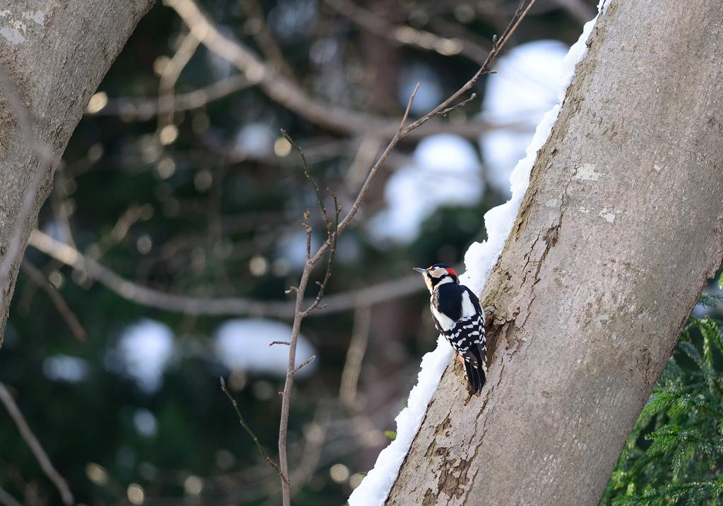 ｢ゆく鳥くる鳥｣