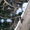 ｢ゆく鳥くる鳥｣