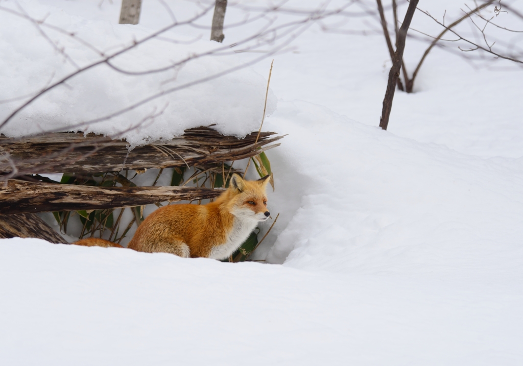 キタキツネのねぐら