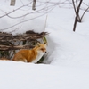 キタキツネのねぐら