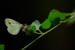 夏衣の白蝶