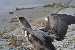 ウミウの鱗