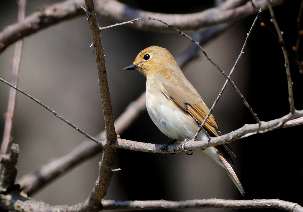 BLUEBIRDの助手席の彼女