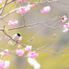 春コレ*ハシブトガラ