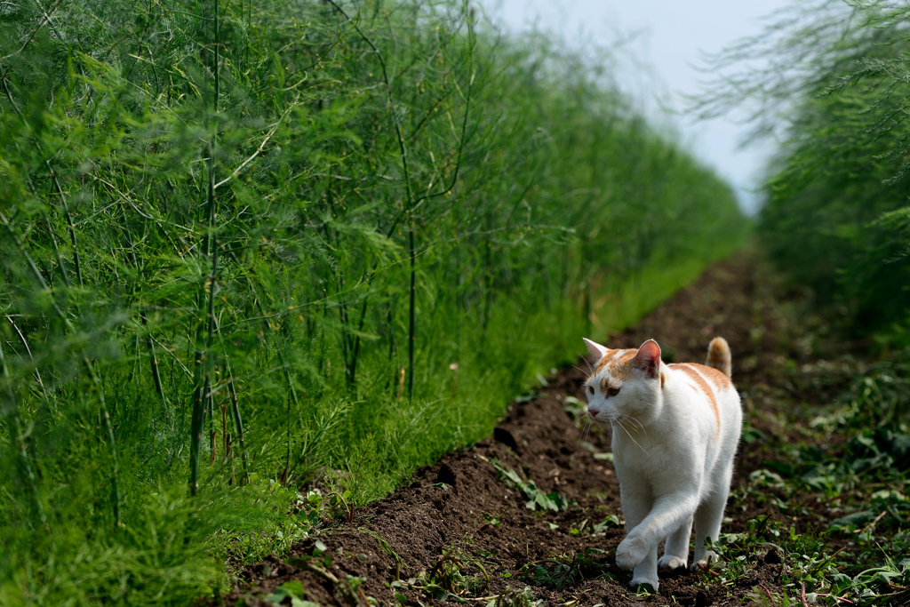 ねことアスパラ