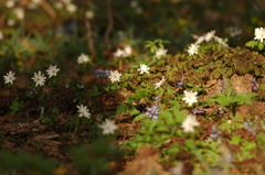 小さな花道
