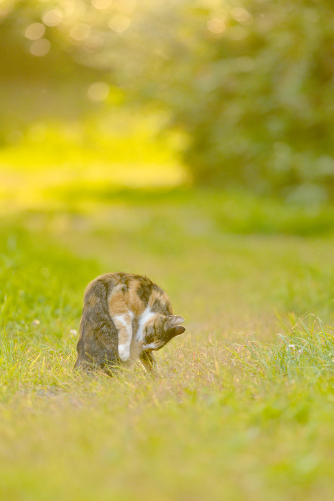 ねことさんぽ