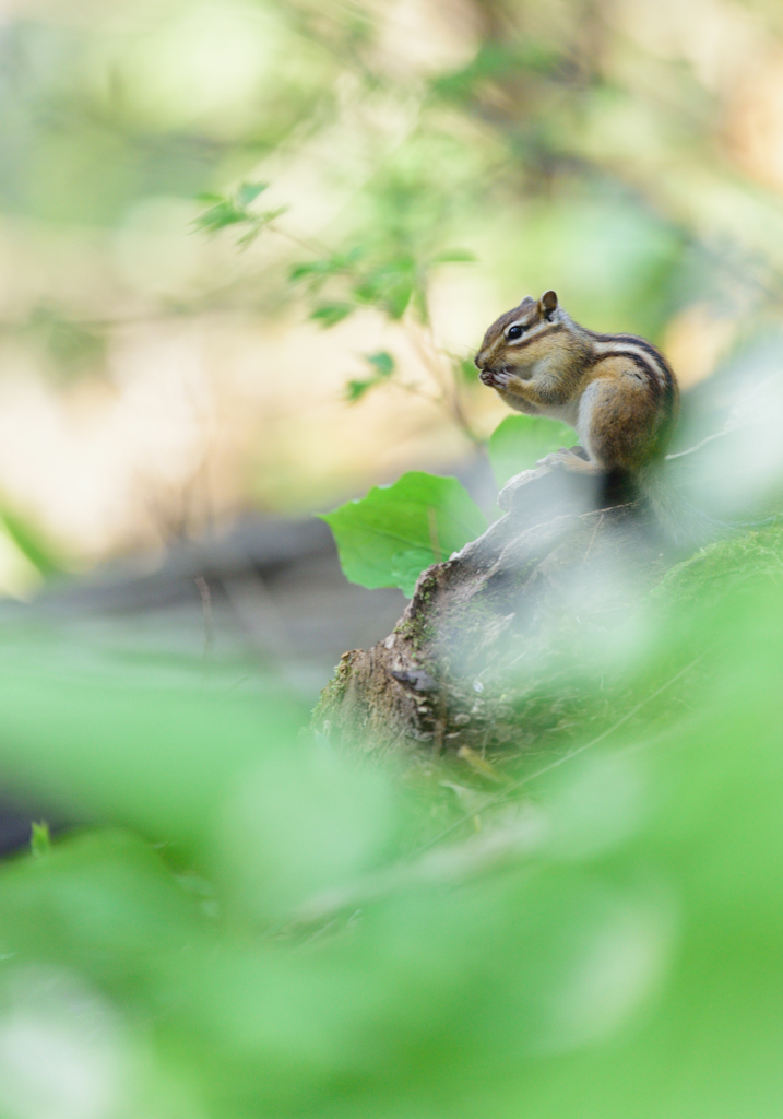 ニリンソウの咲く森で