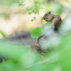 ニリンソウの咲く森で