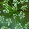 千輪花火