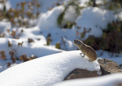 Japanese Pika