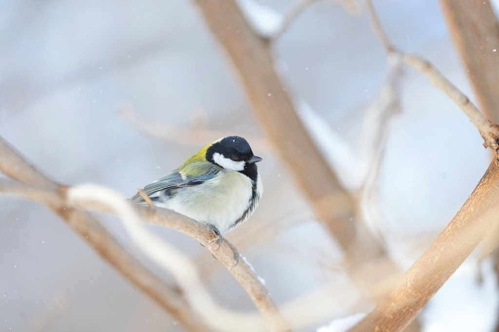 ひとひらの雪