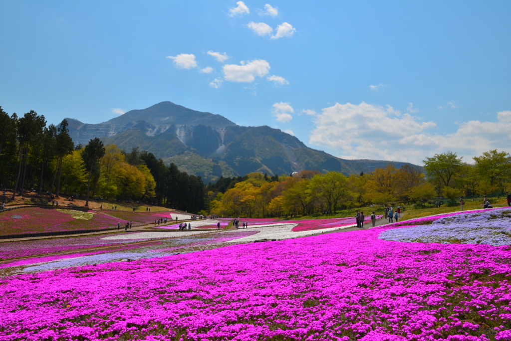 moss phlox