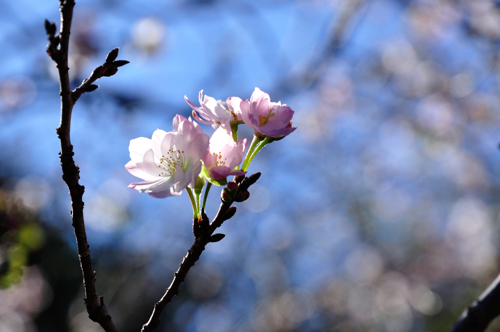 十月桜