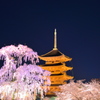 東寺　夜桜ライトアップ