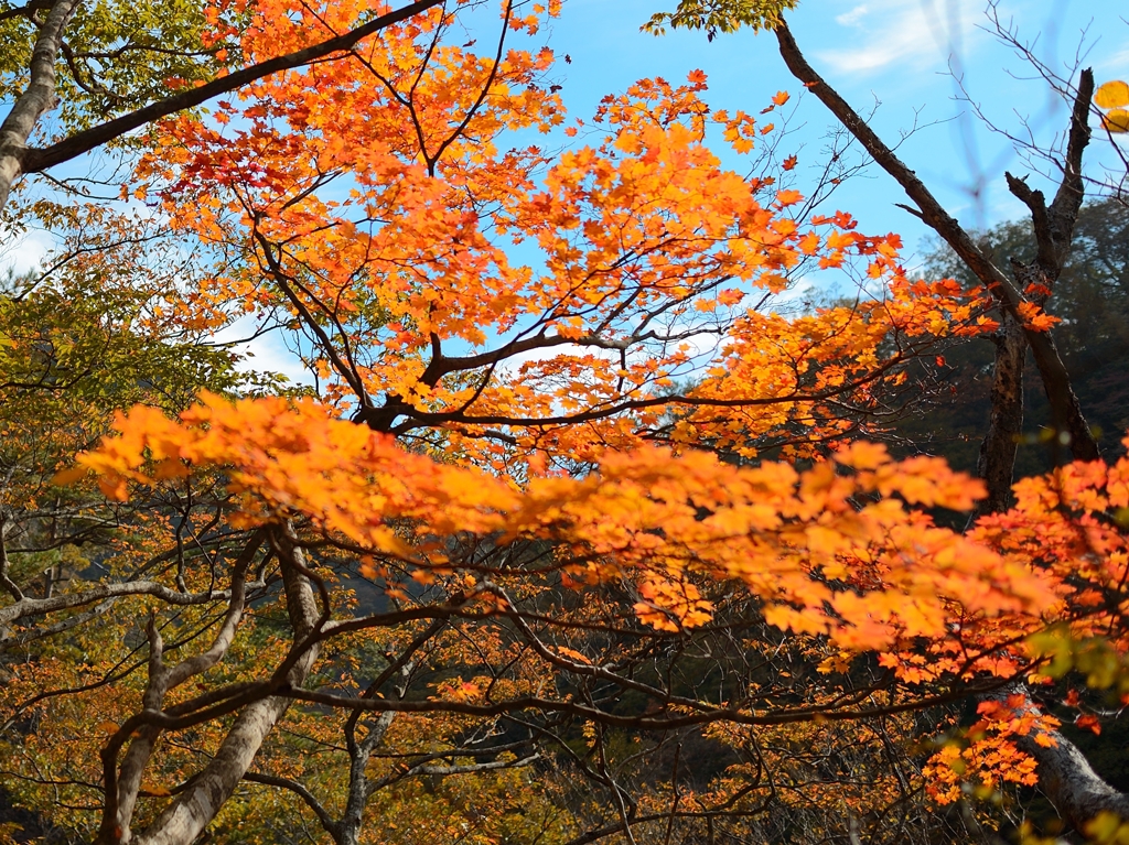 秋深まる