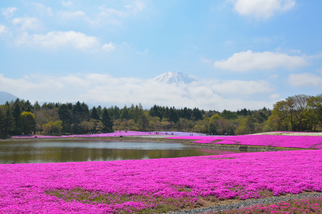 芝桜