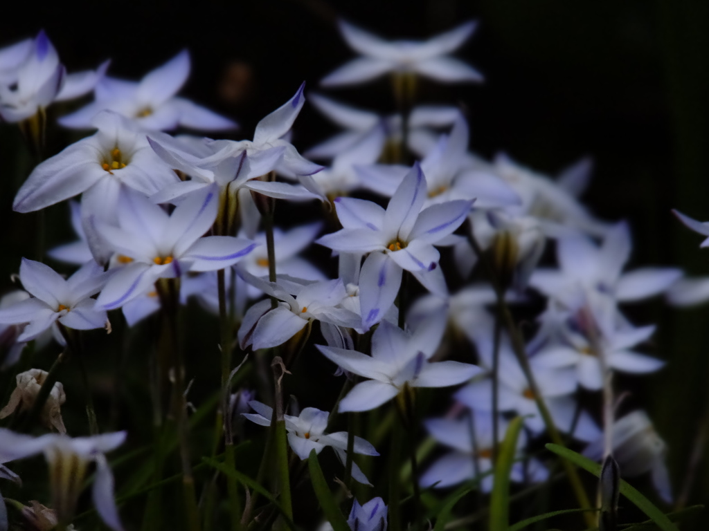 spring star flower