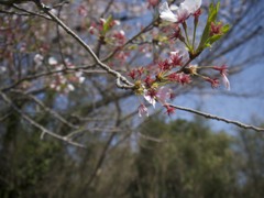 桜３