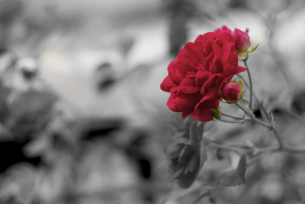 P1020706