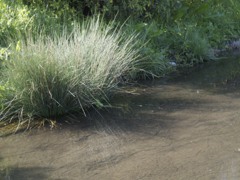 水辺の草