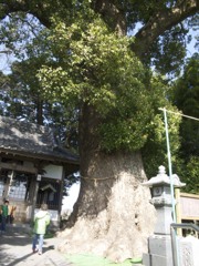 近所の巨木