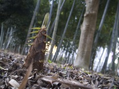 タケノコ