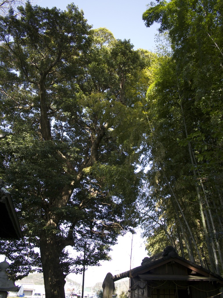 春の緑