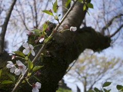 桜６